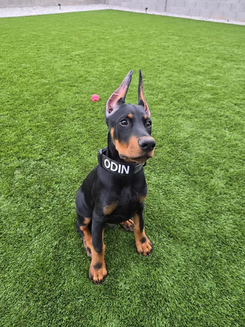 Saguaro Veterinary Clinic