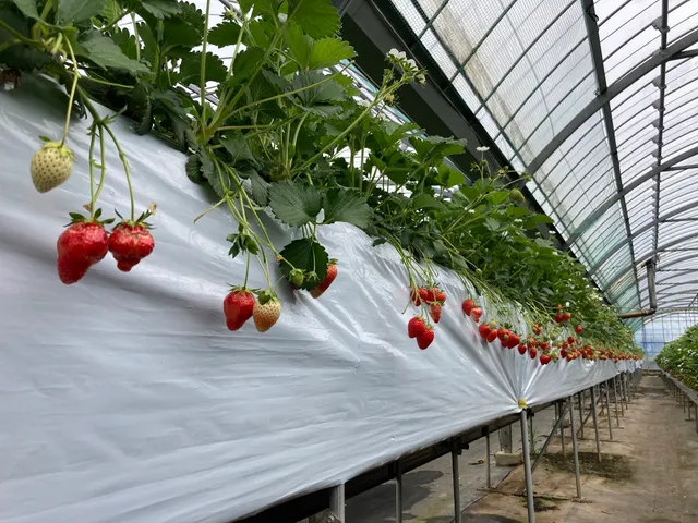 Awajishima Fruit Orchards