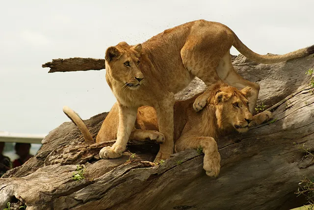 Around Africa Safaris - East Africa Safari Tour Experts