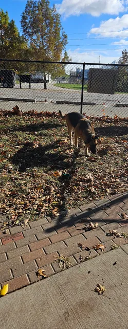 Blue Springs Dog Park