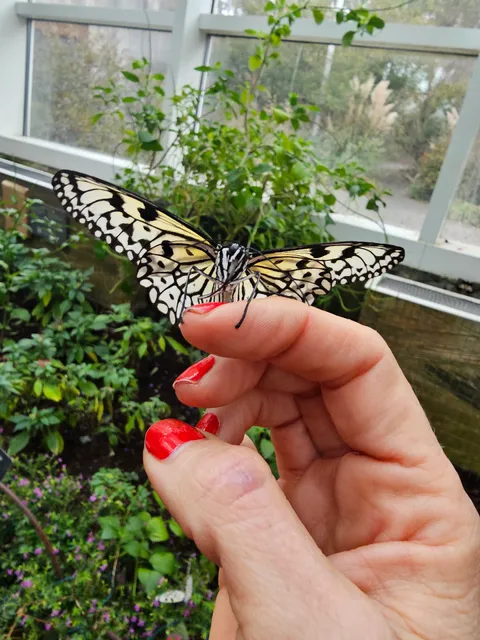 Magic Wings Butterfly House & Bayer CropScience Insectarium
