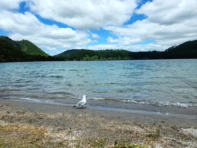 Lake Tikitapu Scenic Reserve
