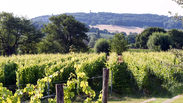 Domein Holset BruisendWijnHuis & Logement, wijndomein