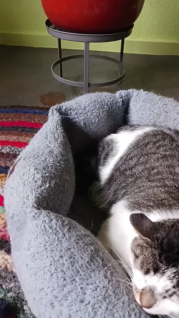 The Cat Clinic of Northwest Arkansas