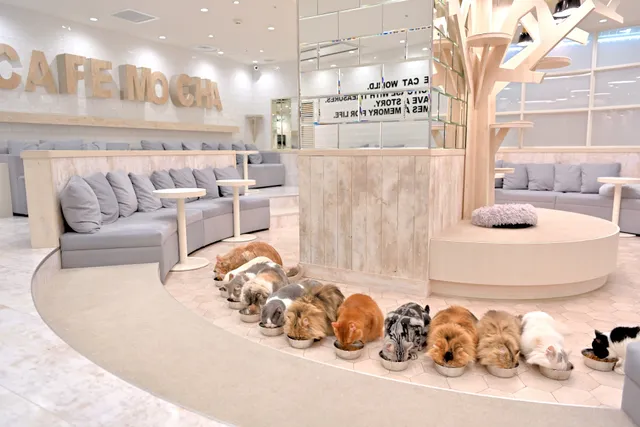 cat cafe MOCHA Machida Jorna Store