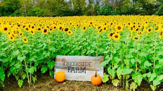 Creekside Farm & Sunflowers