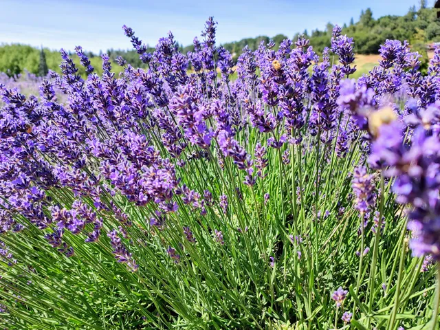 Bluestone Meadow Farm