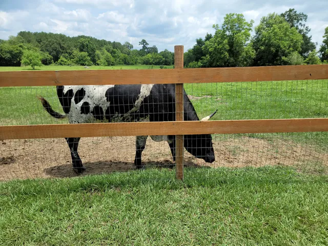 Tempe Creek Vineyard