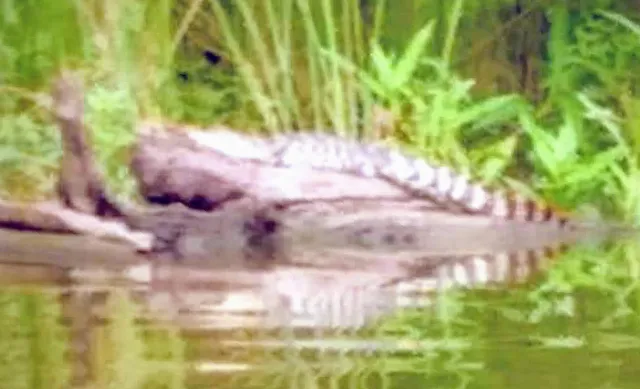 Shady Shores RV Park