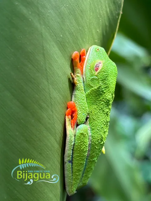Bijagua Rainforest Garden