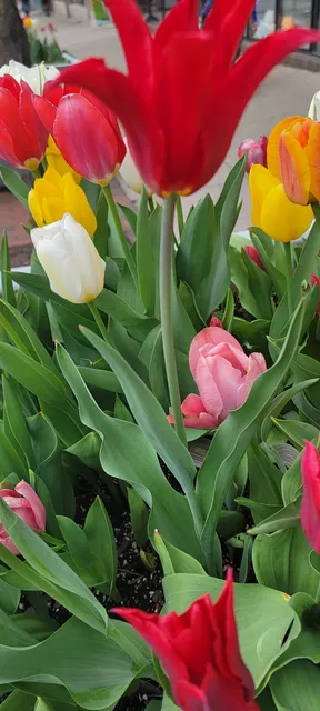 Main Street Ann Arbor