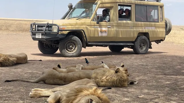 Dancing simba safaris