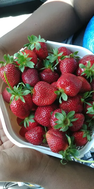 Jones Strawberry Farm