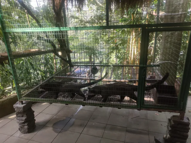 Luwak Coffee Agro Alas Harum Bali