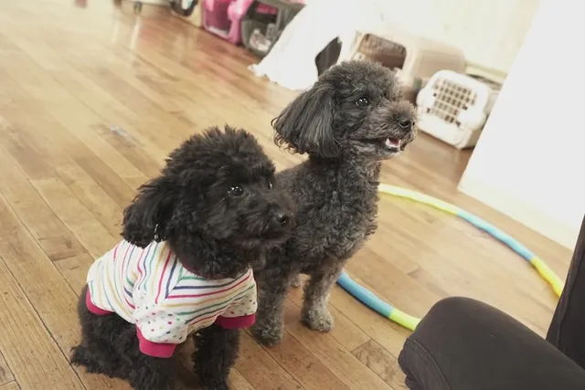 怖がり犬専門のsmart-dog