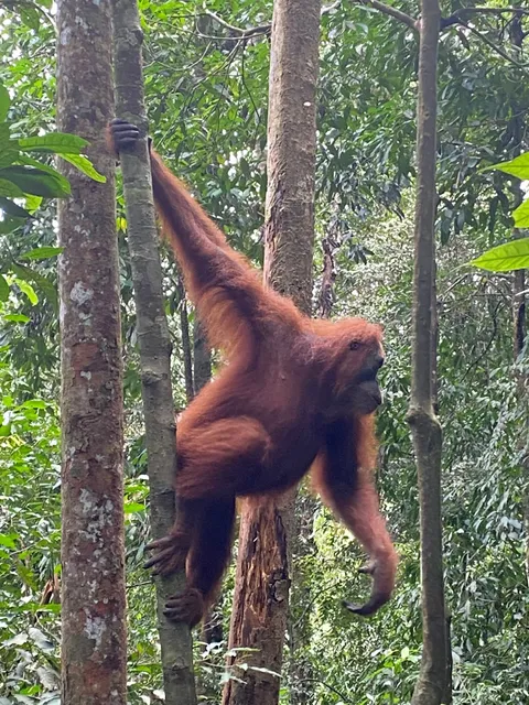 Orangutan Adventure