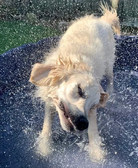 The Pawms Pet Resort Auburn