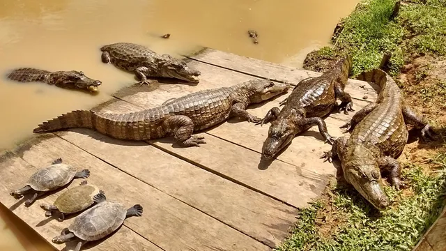 Avatar Amazon Lodge & Canopy Park