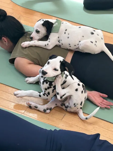 Puppy Sphere | Puppy Yoga (DC)
