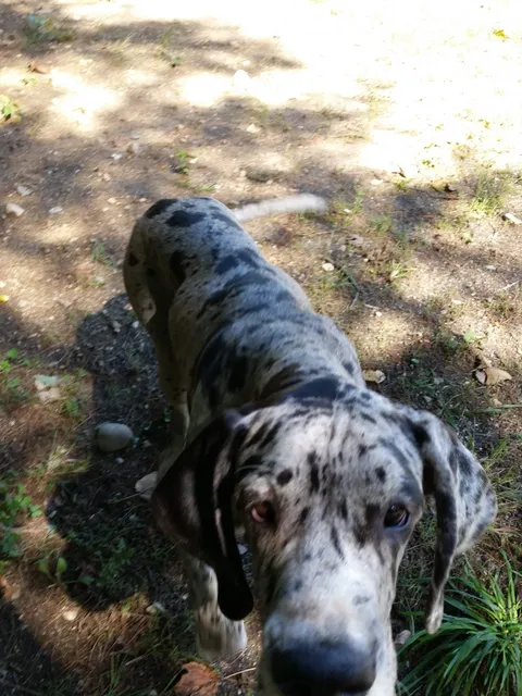 Service Dog Project Inc.