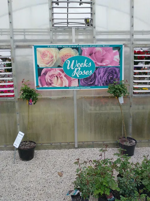 Hartman's Towne & Country Greenhouse