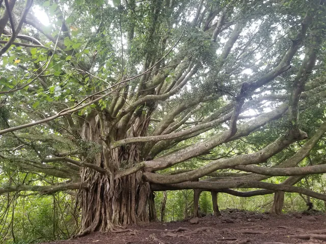 Banyan Tree