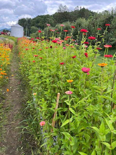 Pinnacle Farms- You-Pick Flowers