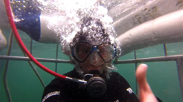 Shark Diving Cape Town