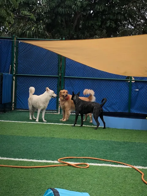 Neffy's Puppy Palace