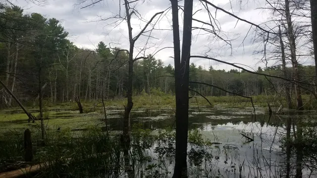 Boxford State Forest