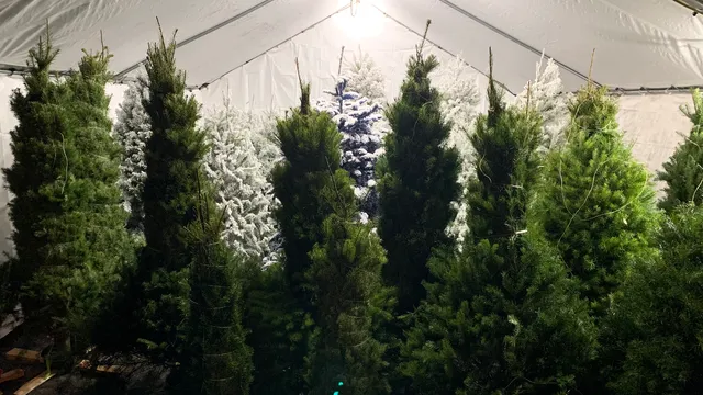 Perfect Blend Christmas Tree Lot