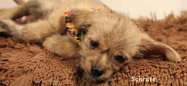 Freeman Fritts Vet Clinic & Animal Shelter