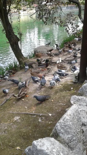 Praça Revista O Tripeiro