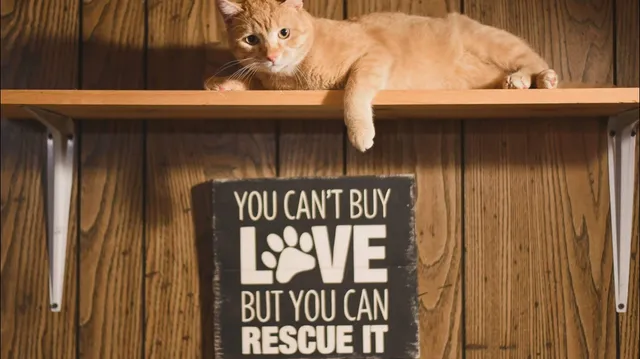 Johnson County Community Cats