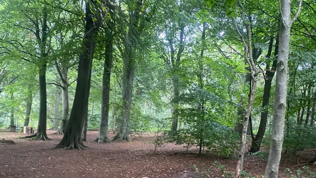 Woofing Woods