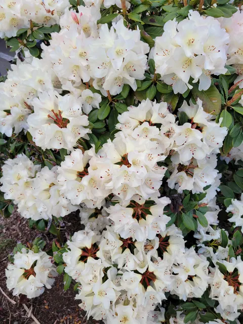 Puyallup Tribe of Indians