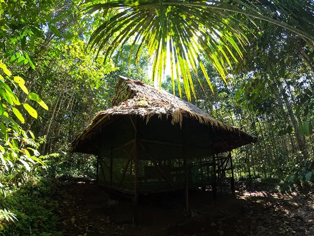 Home of Ayahuasca