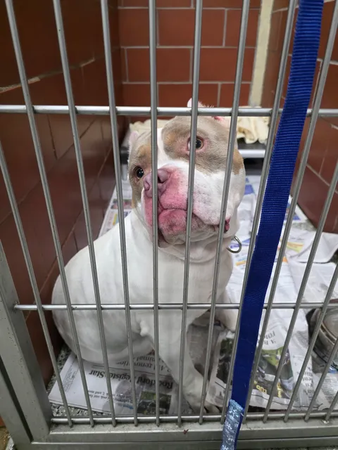 Noah's Ark Animal Sanctuary, Inc.