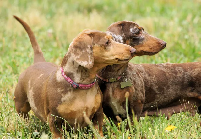 The Dog Park Three Legged Cross