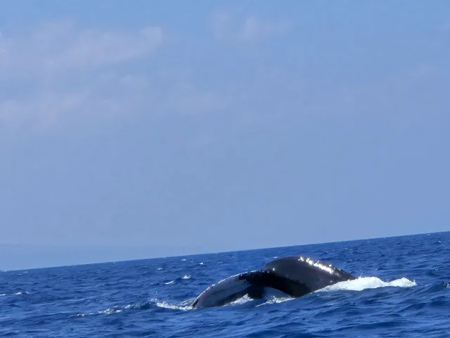 Maui Whale Adventures