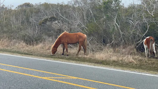 Assateague Island National Seashore Visitor Center
