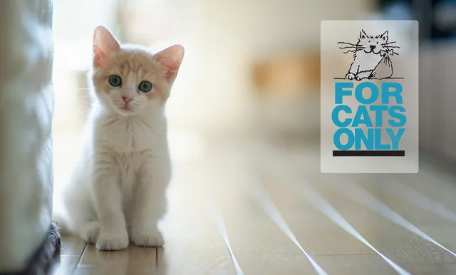 For Cats Only