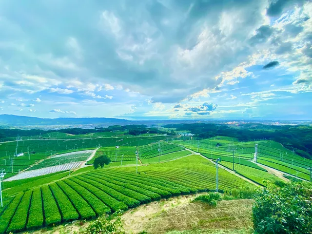 Yame Central Tea Plantation Observation Deck
