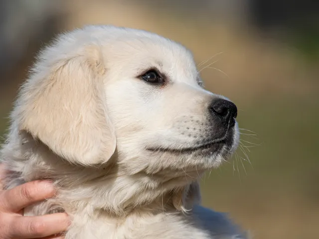 Just Behaving Golden Retrievers