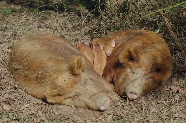 Knepp Wildland Safaris