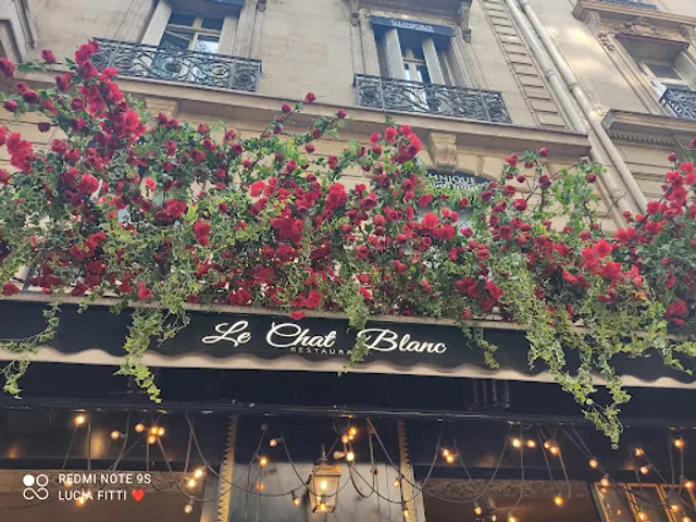 Le Chat Blanc