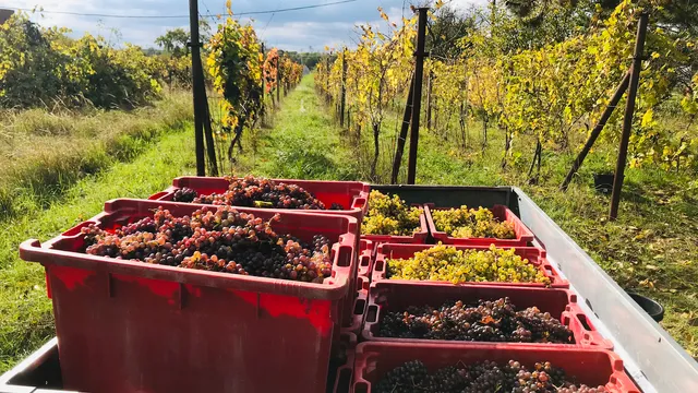 vinařství ZAPOMENUTÝ SKLÍPEK