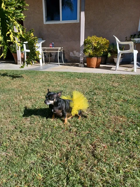 Stanton Pet Hospital