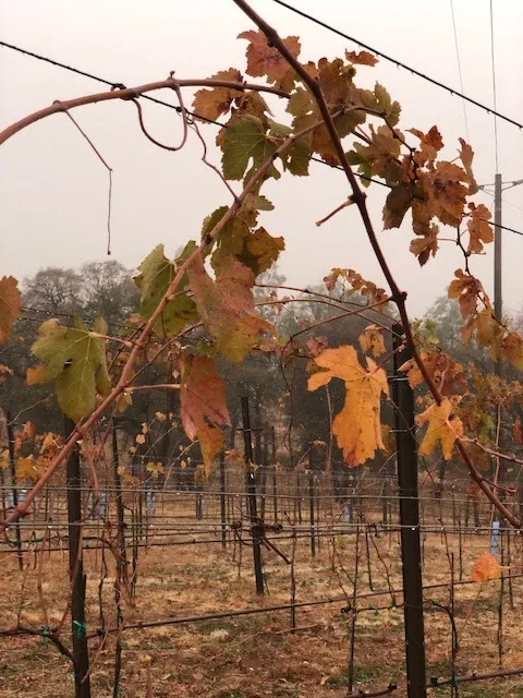 Bangor Ranch Vineyard & Winery