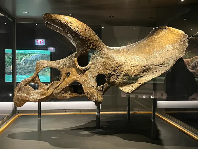 SUE: The T. rex Experience